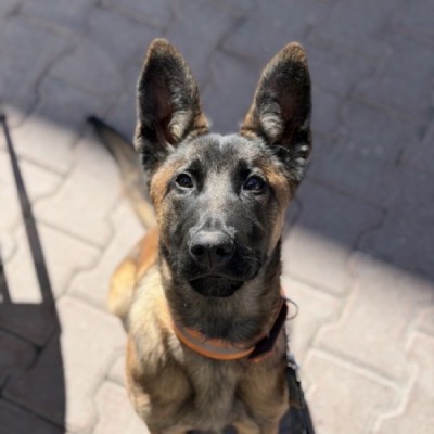 Carlos